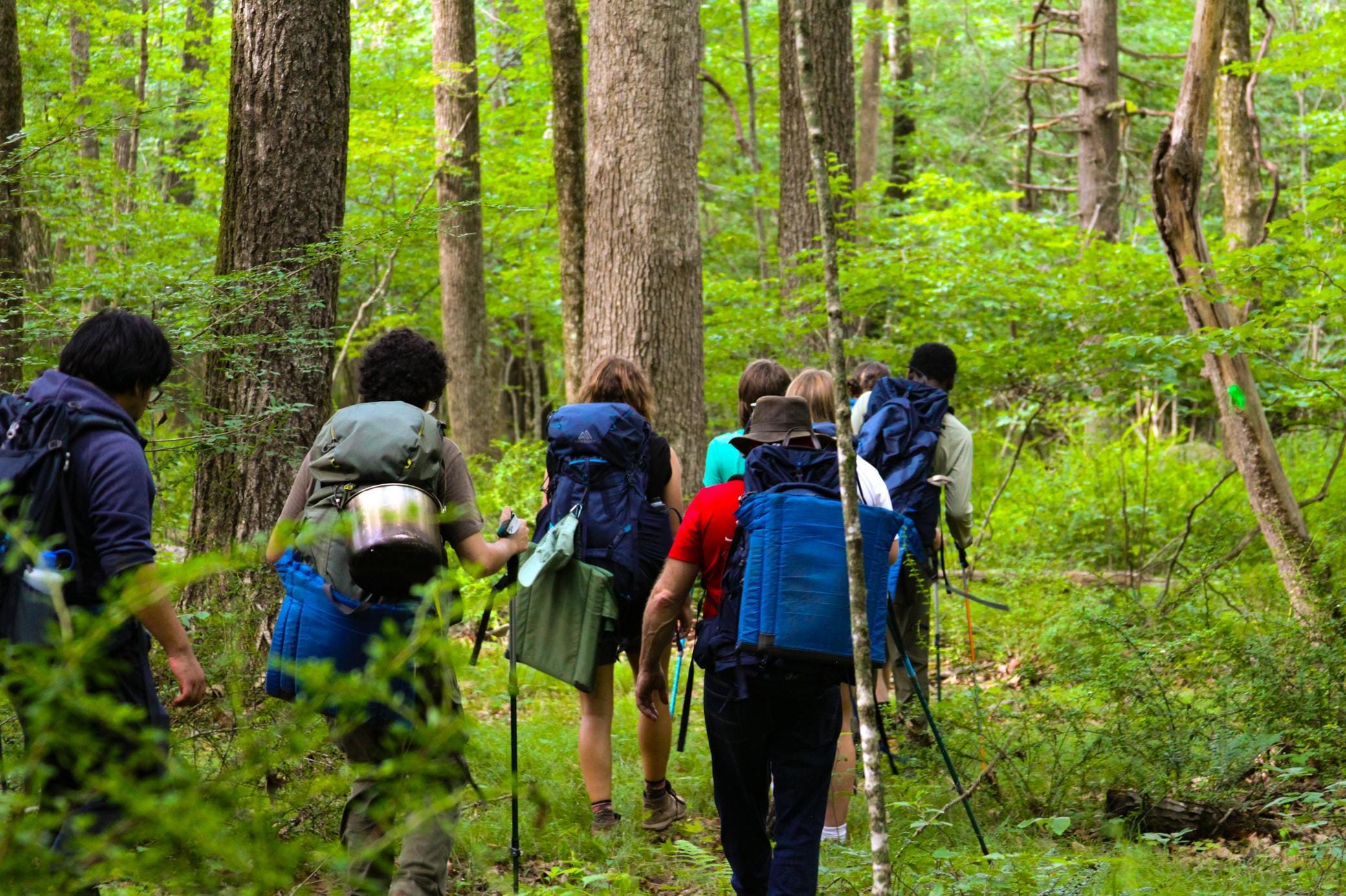 A group of people with backpacks hike through a lush, green forest. Sunlight filters through tall trees as they walk along a trail surrounded by dense vegetation.